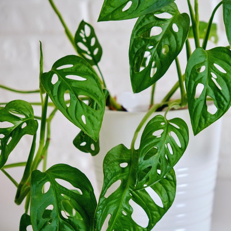 Live Monstera Plant Pot, Set 4 Plants, Monstera Live Plants Indoor, 3 to 5 Inches Tall, Monstera Plant Live Starter Plants