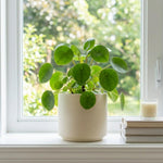 Money Plants Live, Pilea Peperomioides Plant Live, Pilea Plant Live, 4-6 Inc Tall, Easy Care Indoor Houseplant for Home and Office Decor