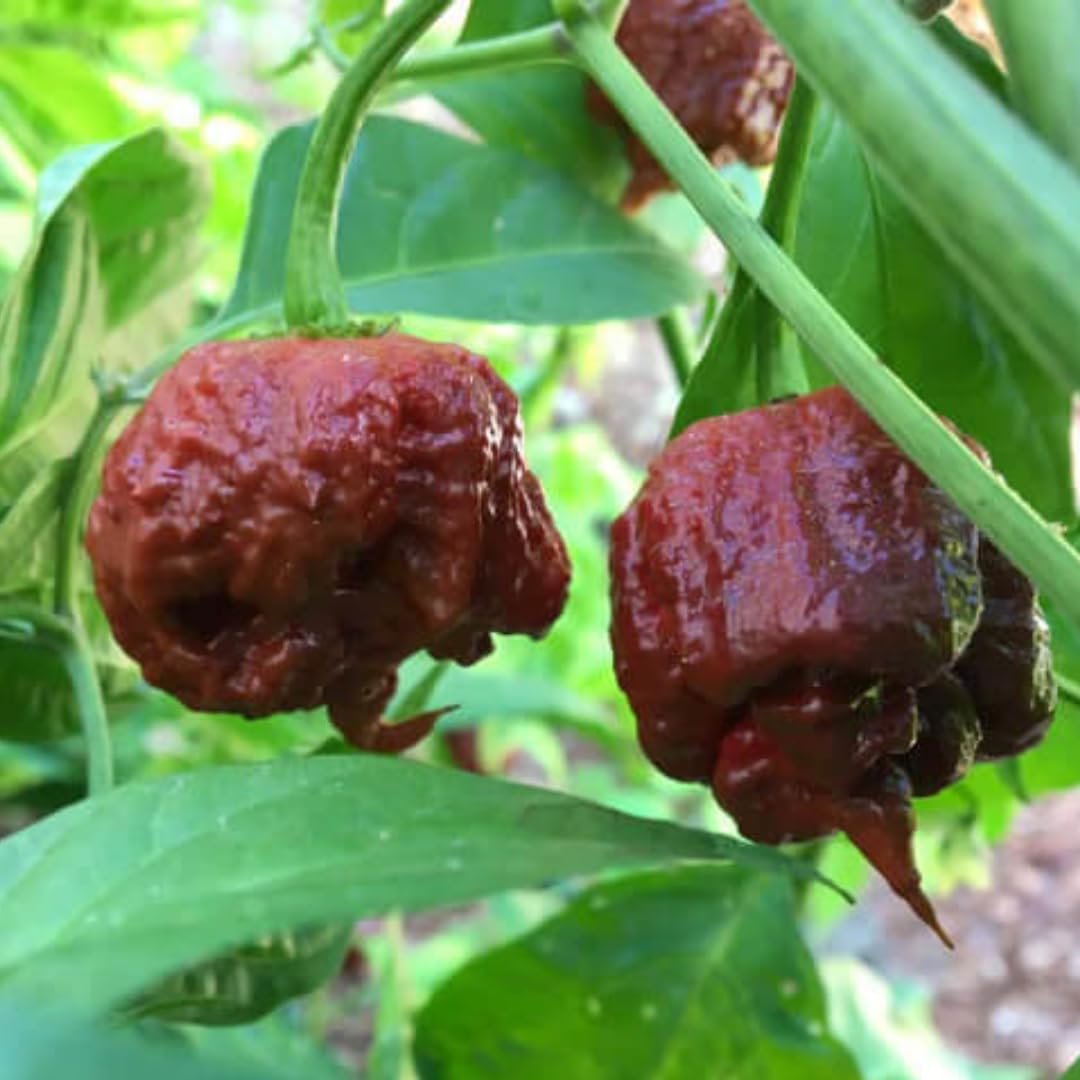 Pack 2 Chocolate Carolina Reaper Live Pepper Plants, Hot Pepper Chili 80 Days Old Plants