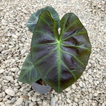 Elephant Ear Plants, Rare Colocasia Plant Live, Perennial Esculenta Taro Alocasia 4-8 Inch Tall, Indoor Outdoor Garden (Glossy Black)