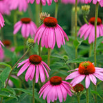 3 Purple Coneflower Plants Live, Flowering Echinacea Perennial Plant Roots, 4-6 Inches