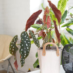 Begonia Live Plant, Begonias Live Plant, Rare Begonias Plants, 5-7 Inches in Height for Indoor Houseplant (Polka Dot Angel Wing Begonia)