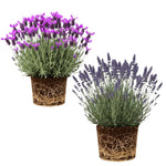 2 Lavender Plants Live Flower, Lavandula Perennial Starter Plants Plugs, 4-8" Tall for Planting Indoor Outdoor (Mix Lavender)