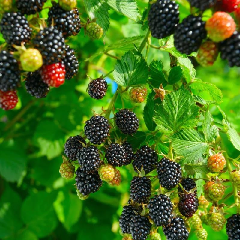2 Thornless BlackBerry Plants Live for Planting, BlackBerry Bushes Live Plants 5 to 8 Inc Tall, Blackberries Fruit (Osage BlackBerry)