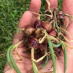 6 Walking Onions Plants for Planting, Egyptian Walking Onion Allium, 4-6 Inches Well Rooted, Ready to Plant Outdoor