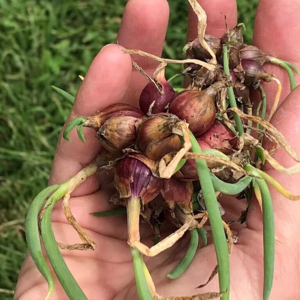 6 Walking Onions Plants for Planting, Egyptian Walking Onion Allium, 4-6 Inches Well Rooted, Ready to Plant Outdoor