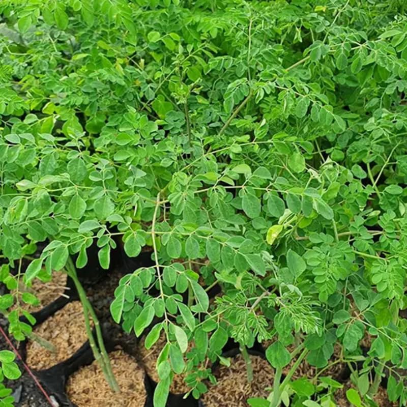 Moringa Tree Live Plant, Malunggay Plants Live, Drumstick Horseradish Tree, Herb Moringa Plants for Planting, No Pot