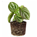 Peperomia Watermelon Live Plant, Peperomia Live Indoor Plant, Dark Green Ripple Leaf, 5-7 Inches Tall for Growing