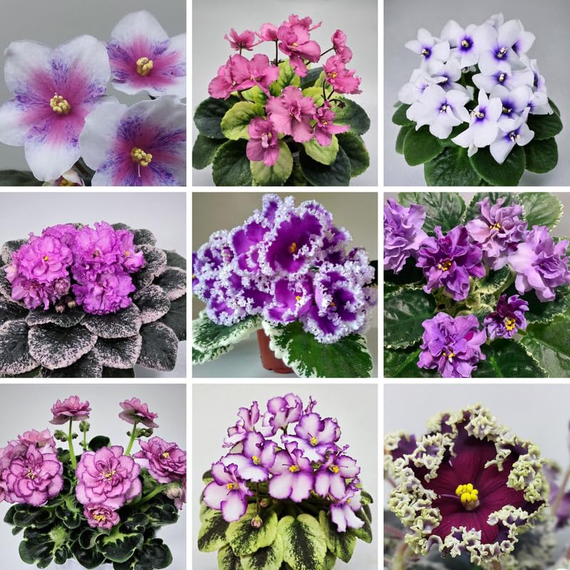 African Violet Live Plant in 4" Pot, Random African Violets Plants Houseplant Well-Rooted, Indoor Outdoor Blooming, Holiday Flower Bush