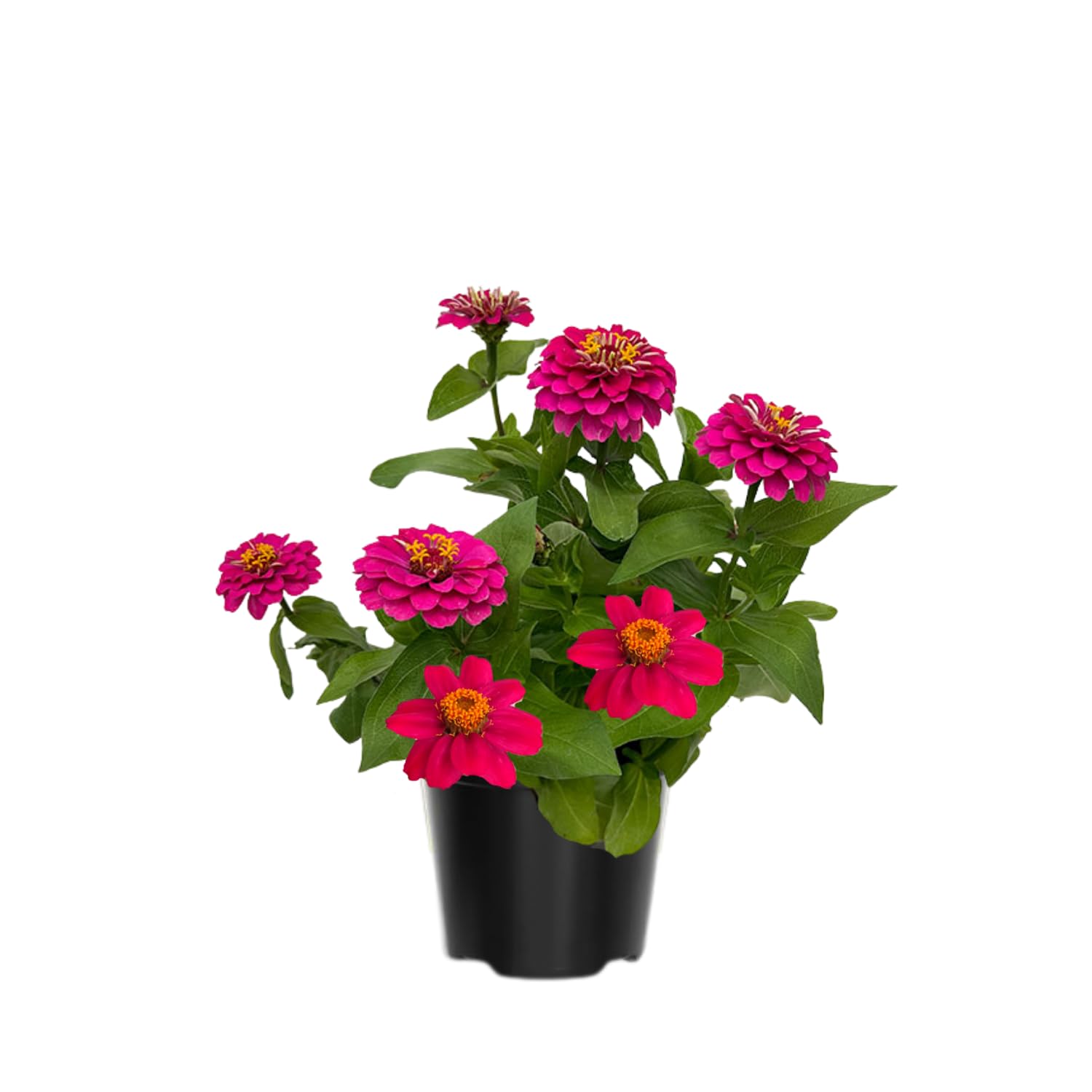 3 Assorted Zinnia Plant Live, Orange Red Zinnia Flower Plant from 3 to 5 Inc Tall Growing Outdoor Garden