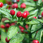 2 Red Chiltepin Pepper Chili Plants, Hot Red Plant Live, 120 Days Old Pepper for Planting