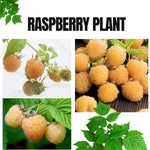 Everbearing Raspberry Bush Plant Live, Cold Hardy, Raspberries Plants Established Roots Live for Planting, 1 Plant 5-9 Inc Tall, No Pot (Yellow)