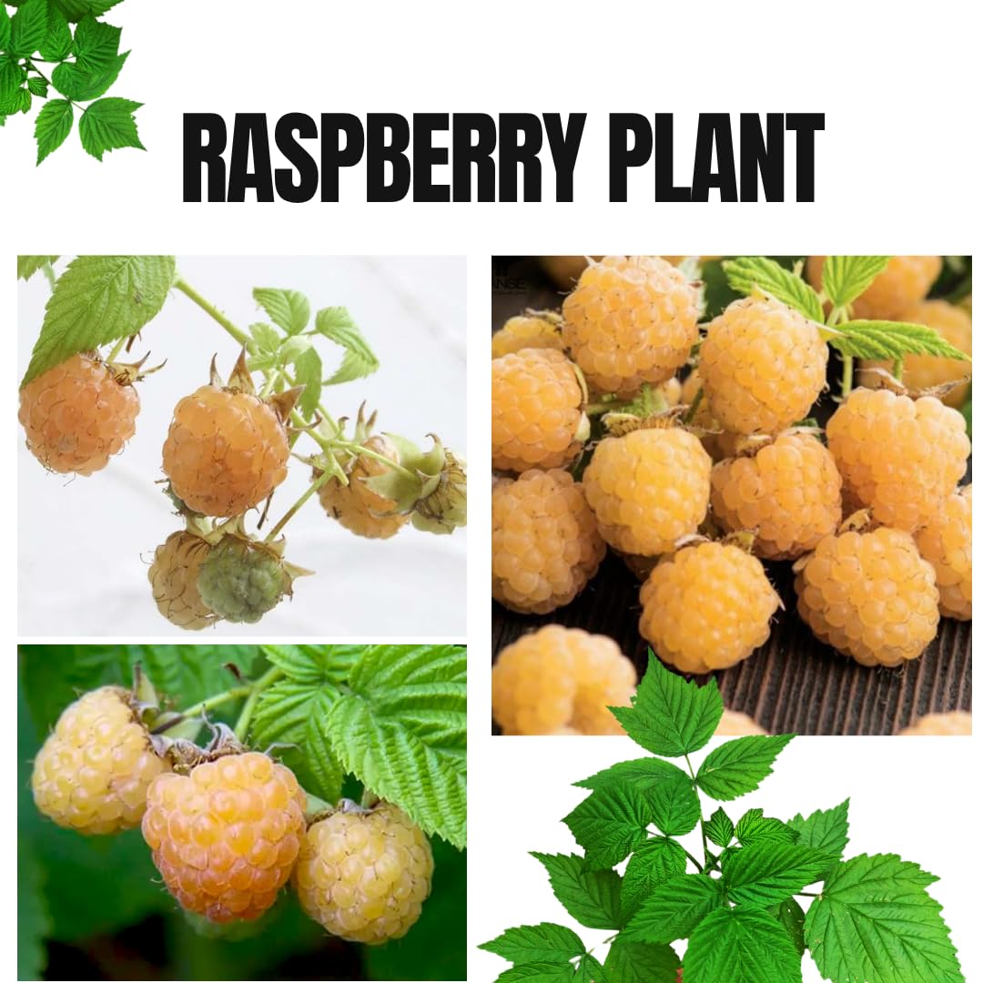 Everbearing Raspberry Bush Plant Live, Cold Hardy, Raspberries Plants Established Roots Live for Planting, 1 Plant 5-9 Inc Tall, No Pot (Yellow)