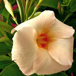 2 Apricot Mandevilla Bush Plants, 5 to 7 Inc in Height, Mandevilla Live Plant, Mandevilla Plants Live