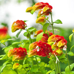 2 Live Shrimp Plants, Shrimp Flowering Plant 4 to 6 Inch Tall, Indoor Outdoor Garden Growing