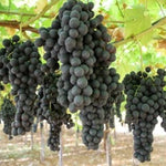 Summer Royal Grape Vines Live Plants for Planting, 5-10" Grape Tree for Outdoor Garden, Dormant in Winter, Cold Hardy, Sweet Flavor