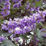 Vitex Blue Tree Live Plant, Chaste Tree, Blue Purple Flowering Vitex Shrub, 5-7 Inches Tall for Outdoor Planting