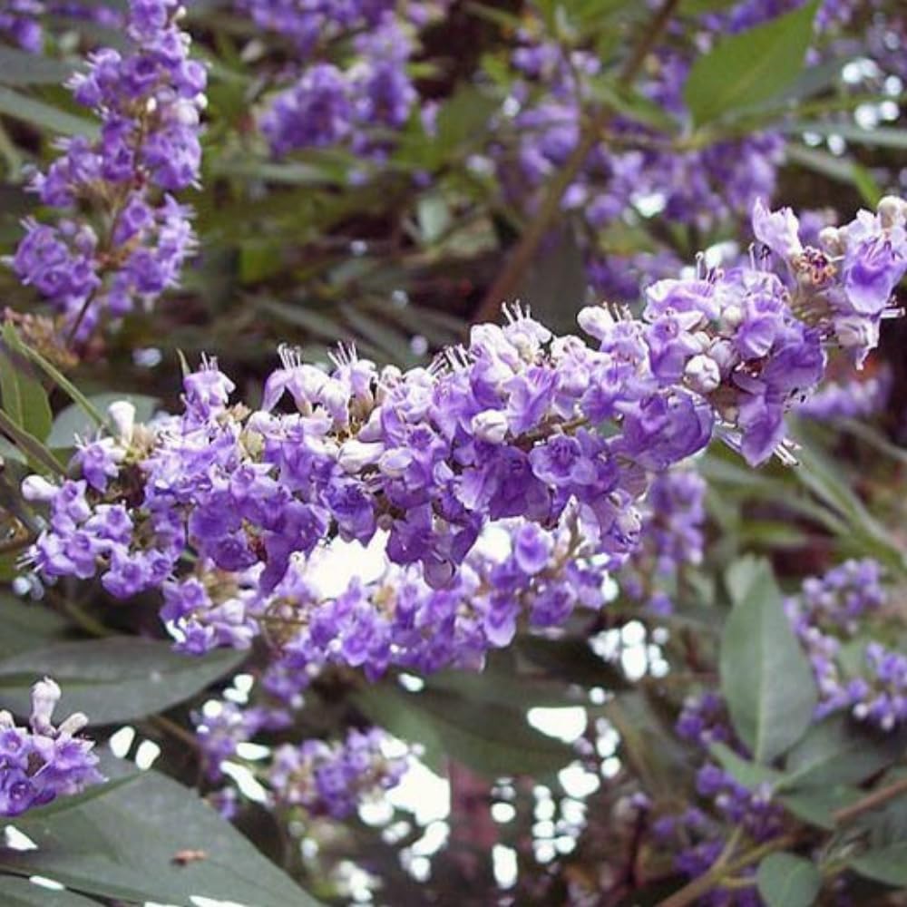 Vitex Blue Tree Live Plant, Chaste Tree, Blue Purple Flowering Vitex Shrub, 5-7 Inches Tall for Outdoor Planting