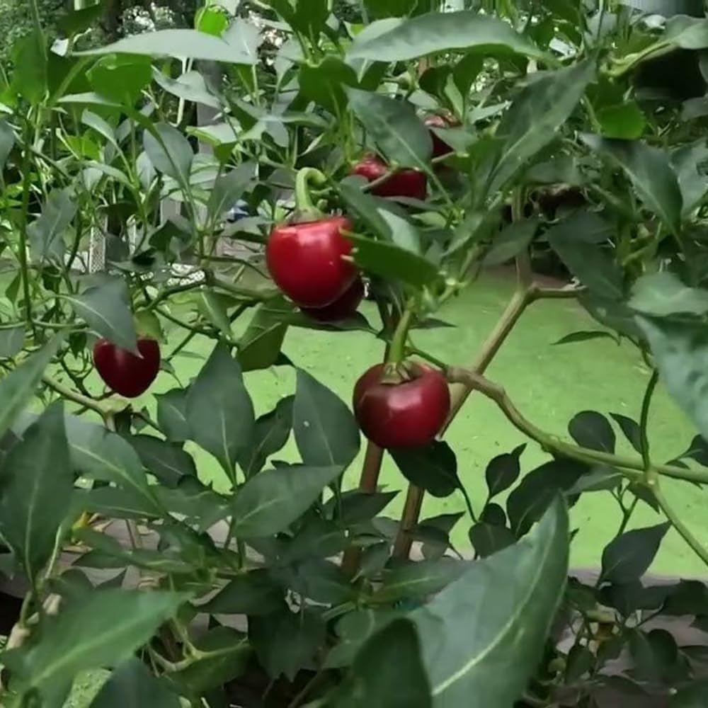 Pack 2 Cascabel Chillies Pepper Plants, Live Chocolate Cascabel Pepper Plants, 80 Days Old Plants in 4 in Pot