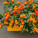 Set 2 Bright Orange Lantana Live Plants for Planting Outdoors, Lantana Plants Live, Well Rooted,Perennial Flower Planting