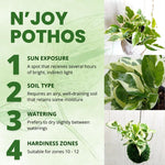 N'Joy Pothos Plant Live 4'' Pot, Indoor Houseplant Well Rooted, Hanging Planter or Basket Growing