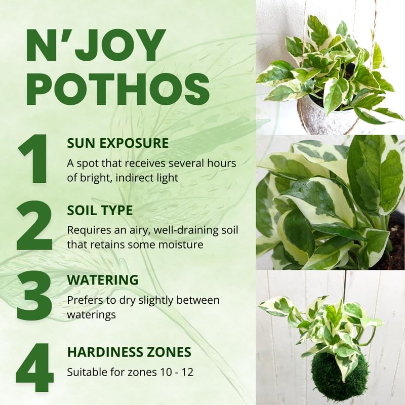 N'Joy Pothos Plant Live 4'' Pot, Indoor Houseplant Well Rooted, Hanging Planter or Basket Growing
