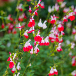 Hot Lips Salvia Plants, Fragrant Salvia Sage Plant in 4 Inch Pot, Perennial White Red Flower Plant, 4-8" Tall Plants