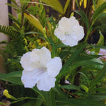6 White Mexican Petunia Plants Live, Petunia Flower Live Plants, Shrub Plant Gardening 5 to 7 Inc