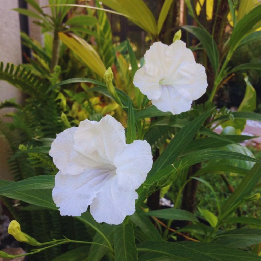 6 White Mexican Petunia Plants Live, Petunia Flower Live Plants, Shrub Plant Gardening 5 to 7 Inc