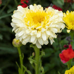 Yellow Daisy Plant, 2-5" Daisies Flower Starter Plant, Hardy Flowering Daisy Plants, Perennial Daisies Plants for Garden, Containers, Rooted in Soil, No Pot