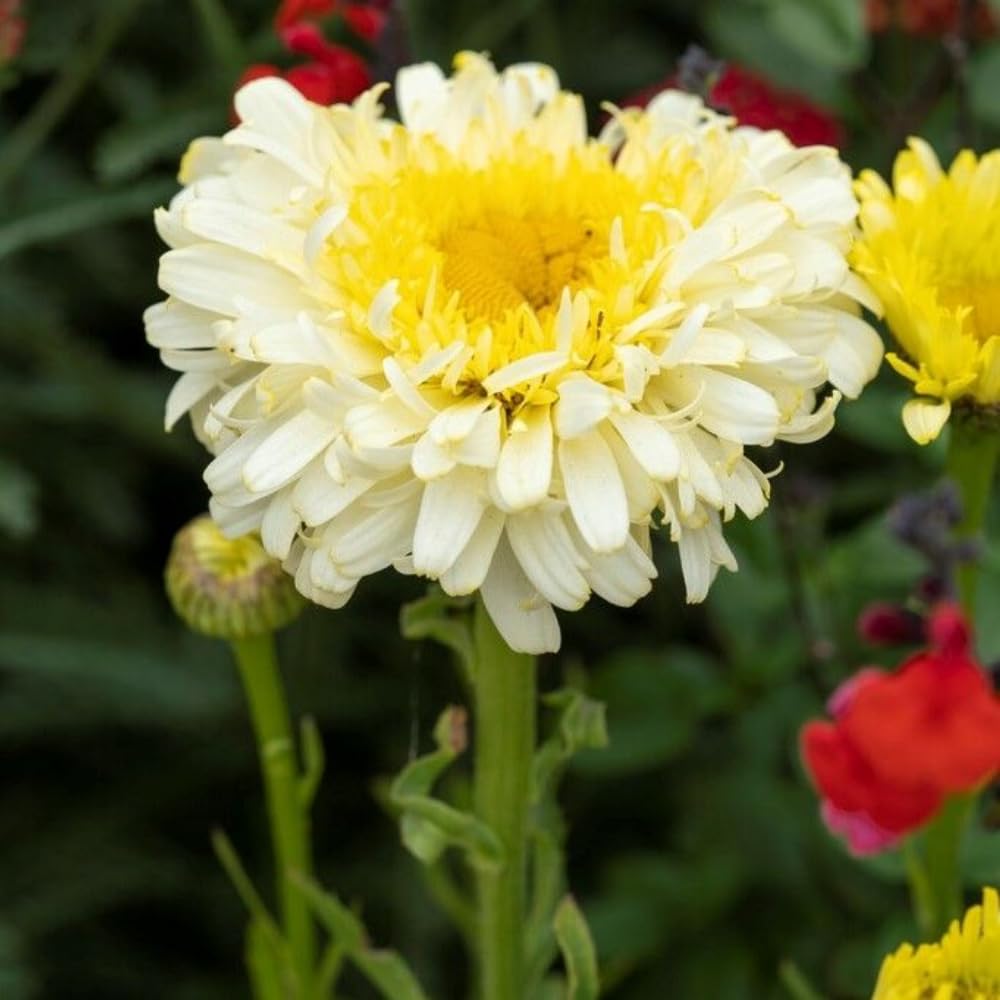 Yellow Daisy Plant, 2-5" Daisies Flower Starter Plant, Hardy Flowering Daisy Plants, Perennial Daisies Plants for Garden, Containers, Rooted in Soil, No Pot