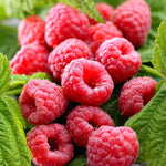2 Raspberry Plants Live Seedlings, 5 to 9 Inch Tall, Sweet Raspberry Bush Live Plants, Edible Raspberries Fruit Trees Live Plants, No Pot (Caroline Red Raspberry)