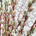 Pussy Willow Plants Live Tree in 2.5 Inch Pot, Home Décor, Ornamental Shrubs, Can Grow As Branches for Vase, Outdoor Planting
