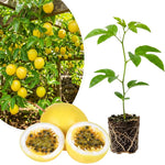Passionfruit Plant Live 4-7 Inches Tall, Tropical Passion Fruit Vine for Garden, Patio Containers and Indoor Growing