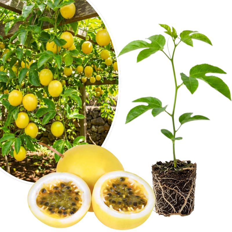 Yellow Passionfruit Plant Live 4-7 Inches Tall, Tropical Passion Fruit Vine for Garden, Patio Containers and Indoor Growing