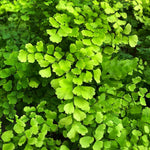 Fern Plant Live, 3.5 Inc Potted, Live Maidenhair Fern Plant, Fern Plant Pot, Fern Plant Live Indoor Outdoor