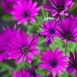 4 Osteospermum Plants, African Daisy Live Plants, 3-5 Inches, Perennial Mix Blooms, Spring to Summer Flowers (Purple)