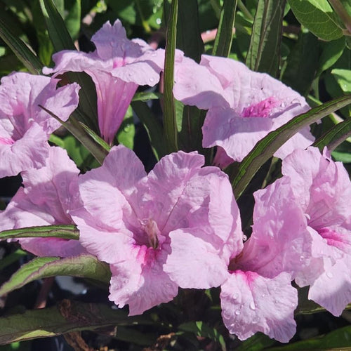 2 Dwarf Pink Mexican Petunia Live Plants, Hardy Mexican Petunia Bush Cold Hardy, Starter Size 5-10 Inches in Tall, No Pot