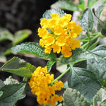 2 Lantana Plants Live for Planting Indoor Outdoor, 4-8" Tall, Fragrant Lantana Flowers Perennial to Grow (Gold Yellow Lantana)