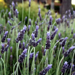 4 Lavender Plants Live Flower Indoor Outdoor, Lavandula Perennial Plants, Well Rooted 4-8" Tall, No Pot (Creek Lavender)