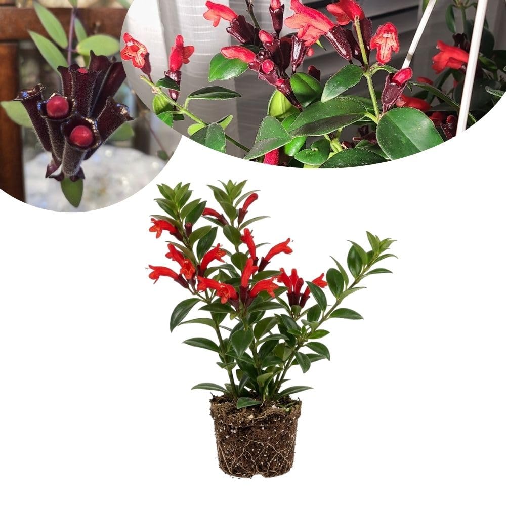 Red Lipstick Plant Live 2-5 Inch Tall, Lipstick Trailing Vine Houseplant for Indoor Growing, Home Decor Plant, No Pot
