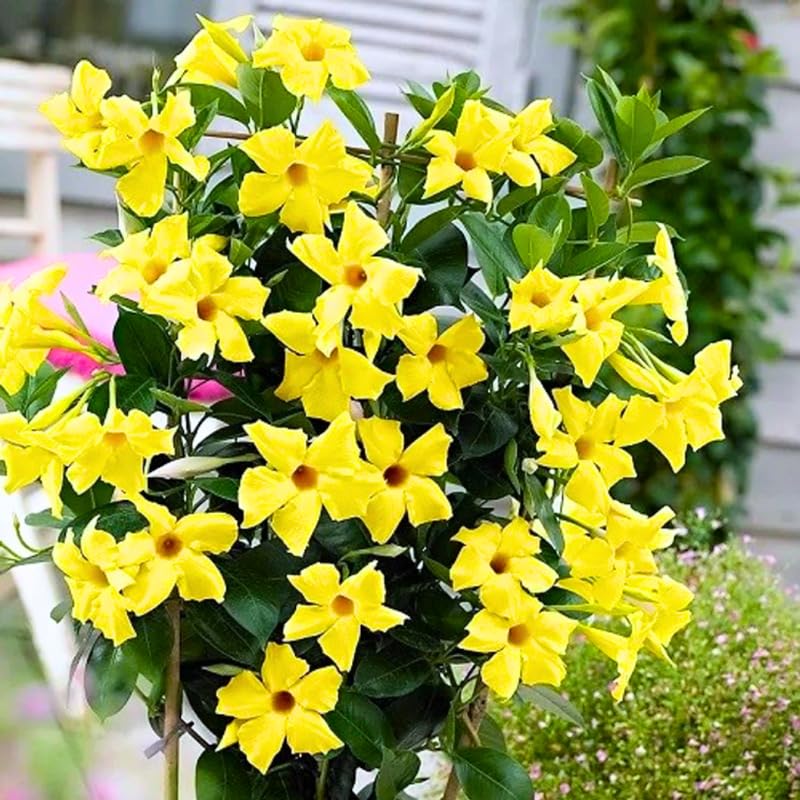 2 Mandevilla Live Plants, Flowering Mandevilla Plants, 5-9” Tall, Mandevilla Trellis Vines for Outdoor Garden and Containers