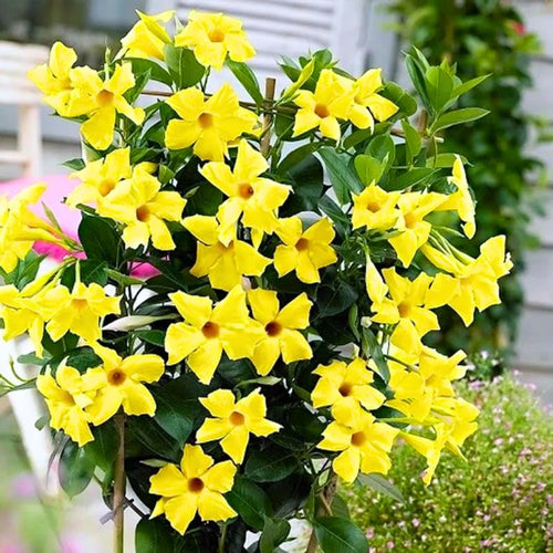 2 Mandevilla Live Plants, Flowering Mandevilla Plants, 5-9” Tall, Mandevilla Trellis Vines for Outdoor Garden and Containers