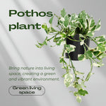 Pothos Live Plant, Live Pothos Plant, 4 to 6 Inches, House Plants Live for Growing Indoor and Outdoor, 4 Inc Potted (Variegated)