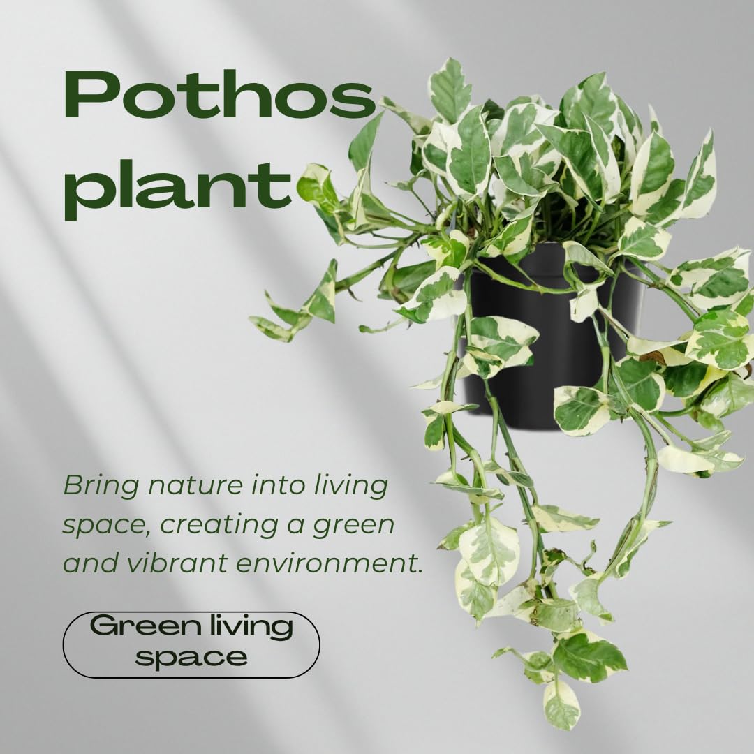 Pothos Live Plant, Live Pothos Plant, 4 to 6 Inches, House Plants Live for Growing Indoor and Outdoor, 4 Inc Potted (Variegated)