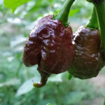 Pack 2 Pepper Plants, Hot Chili Pepper Live Plants for Growing, 80 Days Old Plants (Carolina Chocolate Reaper)