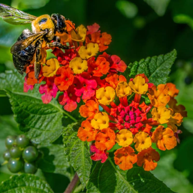 4 Colorful Perennial Lantana Trees Live Plants, Orange Blooms, Hardy and Long Blooming Seasons, Fragrant, 5-10" in Tall, Full Sun Growing
