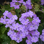 2 Light Lavender Verbena Plants Live, Perennial Ground Cover or Trailing Bushes Shrubs, 5-9 Inches Tall, Verbena Flower for Planting