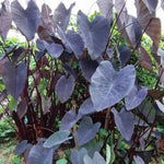 Colocasia Esculenta, Colocasia Live Plant, Elephant Ears Live Plant, Esculenta Taro Live Houseplant, 5-8 Inc Tall, No Pot (Rare Colocasia)