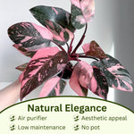 4 Houseplant Collection Plants Live Collection, Rare Colors, No Pot, Easy to Grow Indoors Plant, Pink Princess Philodendron, Agapanthus Blue, White, Variegated Dwarf Umbrella Tree